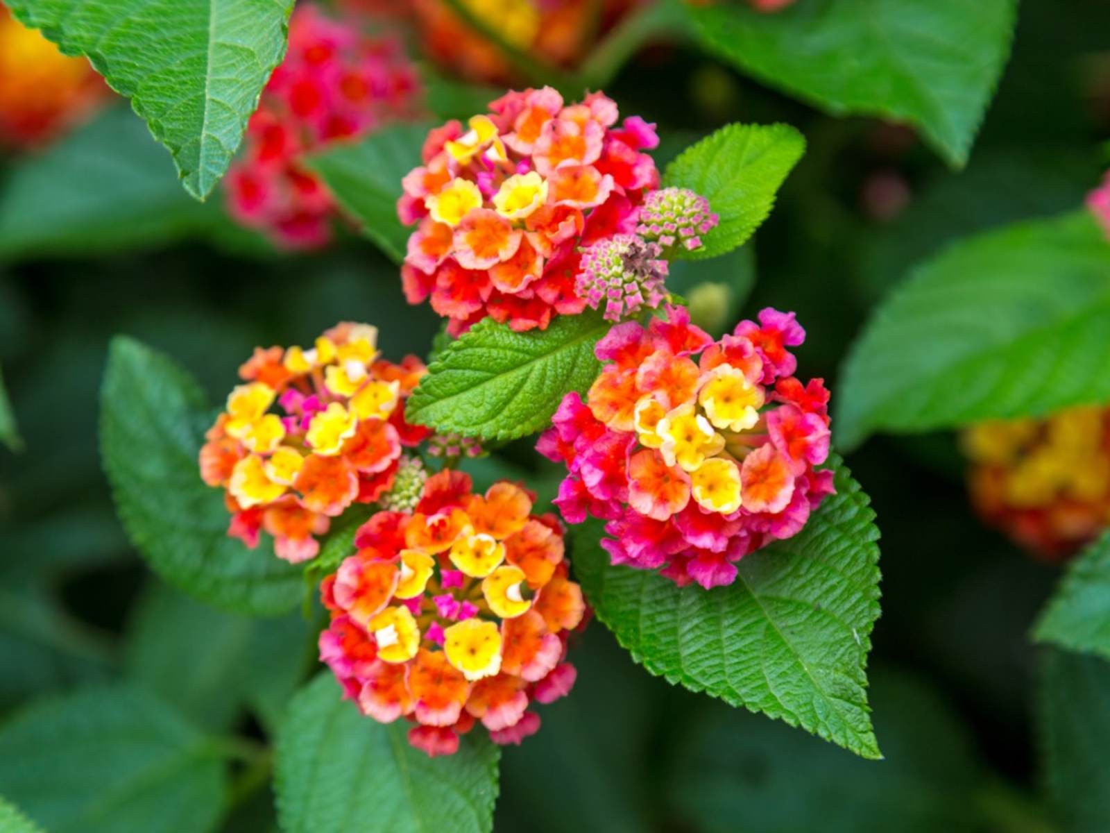 12 Drought Resistant Flower Plants