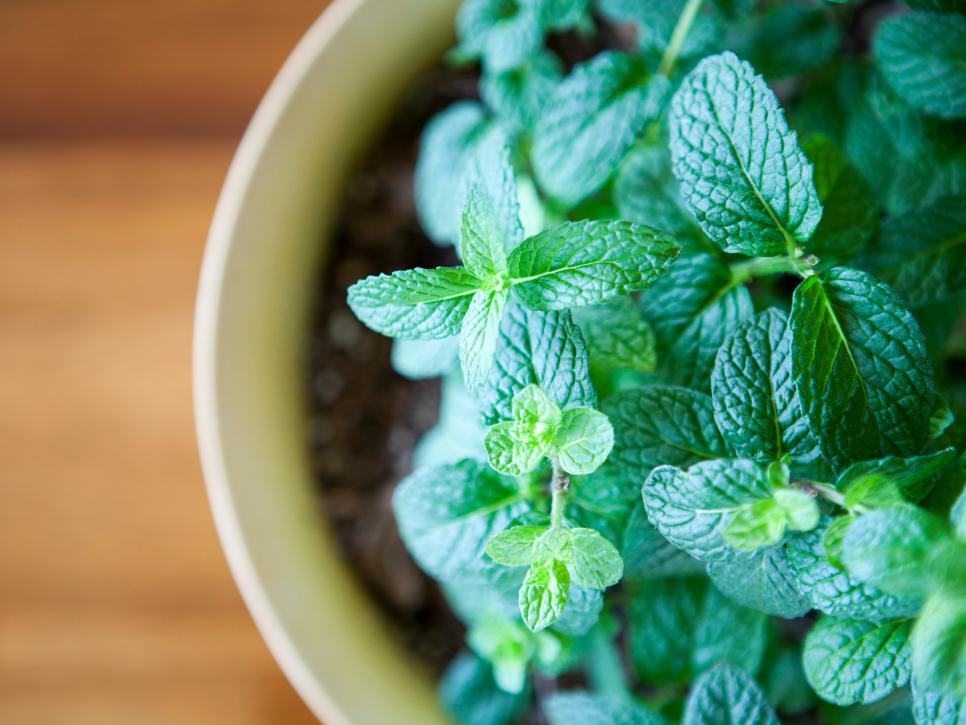 herbs that grow in the shade