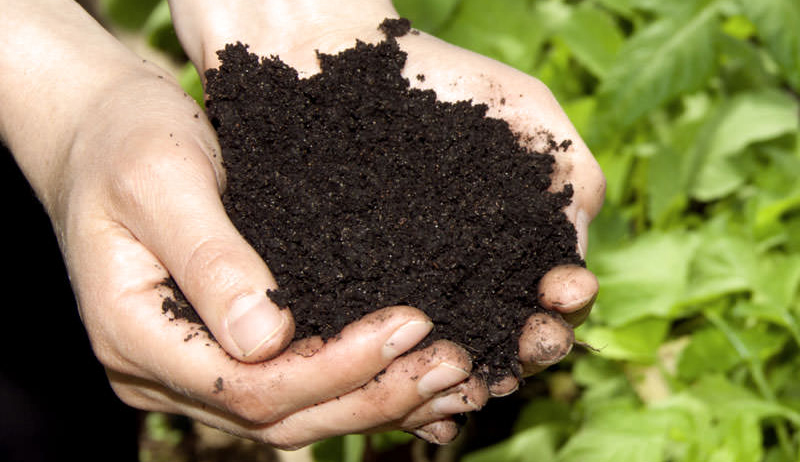 organic fertilizer