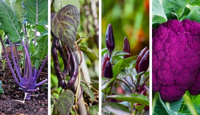 6 Purple Vegetables to Grow in Your Superfood Garden