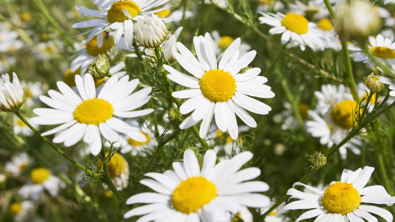 7 Brilliant Reasons to Grow Chamomile