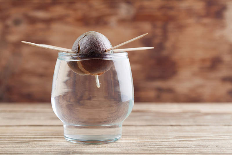 How to Grow and Care for an Avocado Plant Indoors