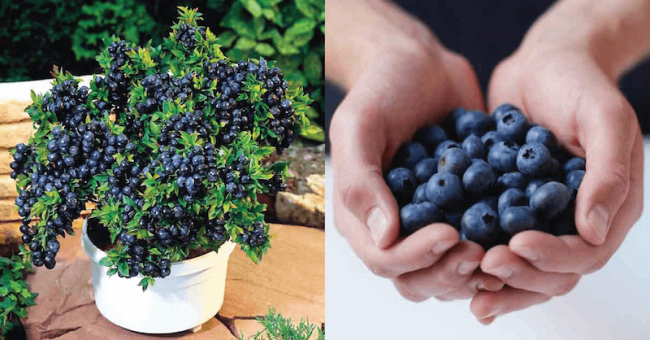 How to grow blueberries