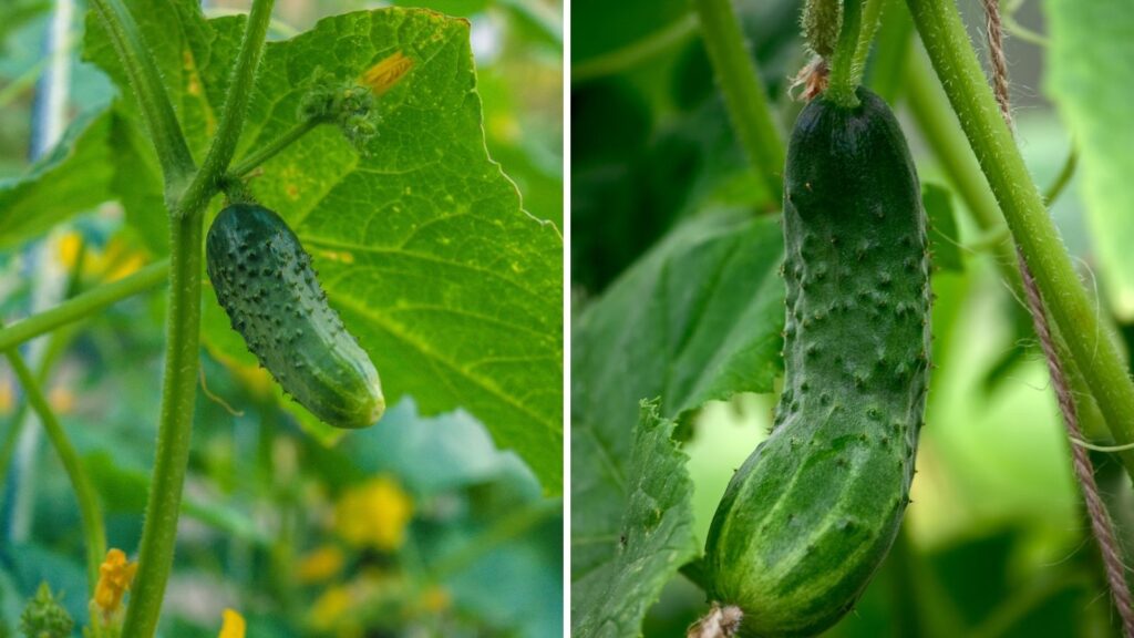 How to Grow Cucumbers in Your Garden, the Easy Way