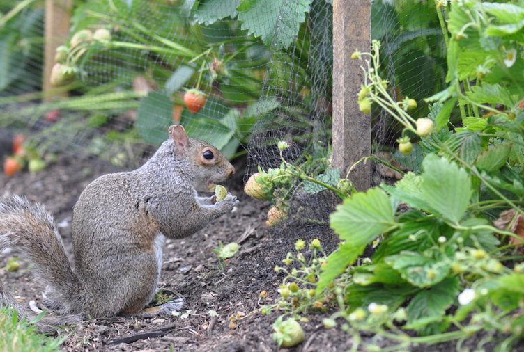 Repel Squirrels