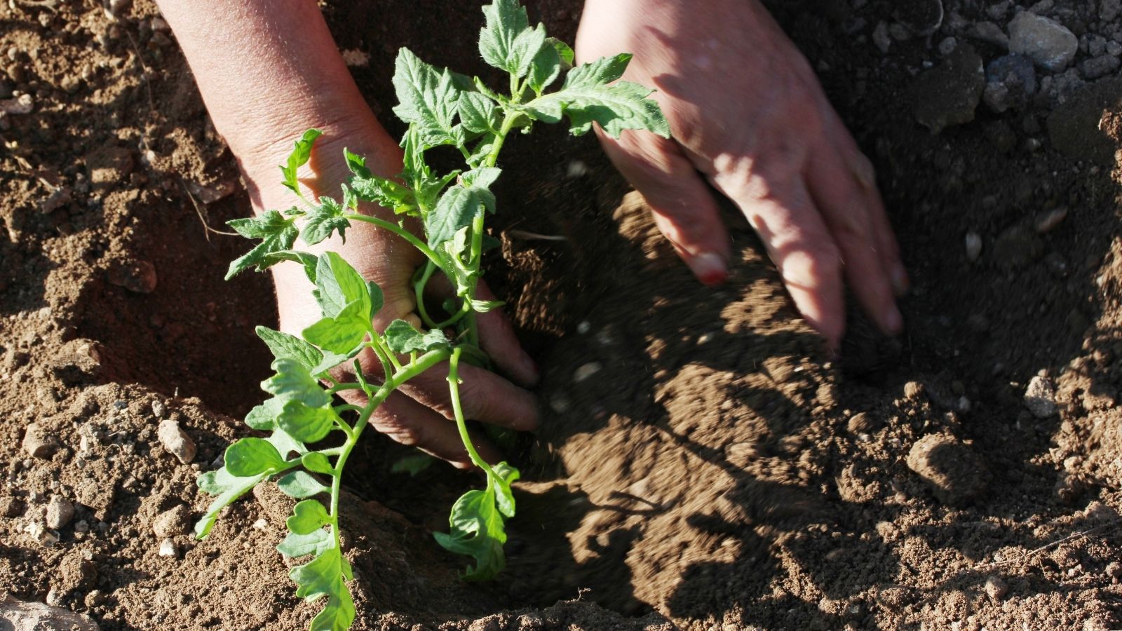 How to Start Your Tomato Garden