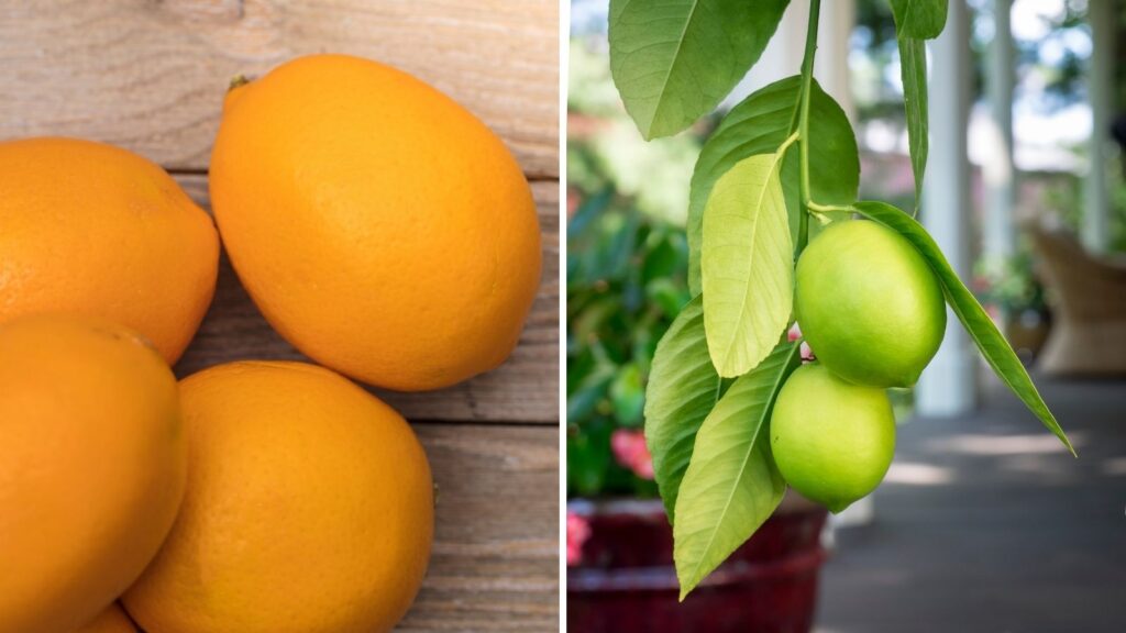 The Best Tips And Tricks For Growing Lemons In Your Own Garden