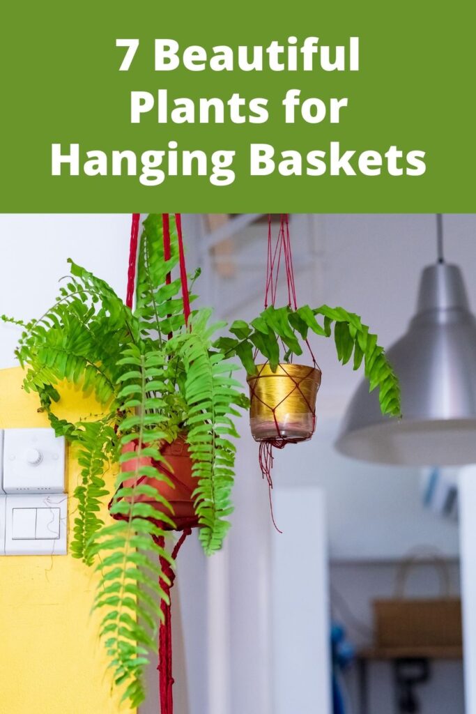 Hanging Baskets