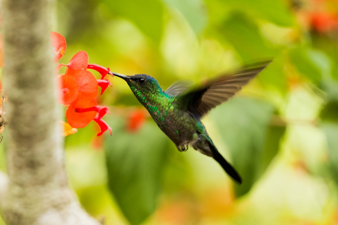 Hummingbirds