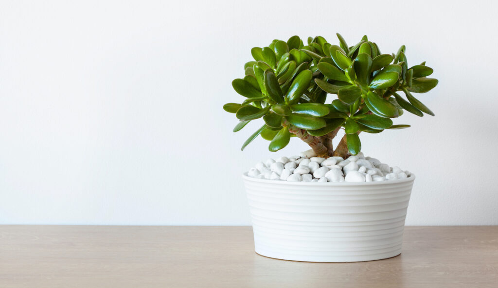 plant with waxy leaves