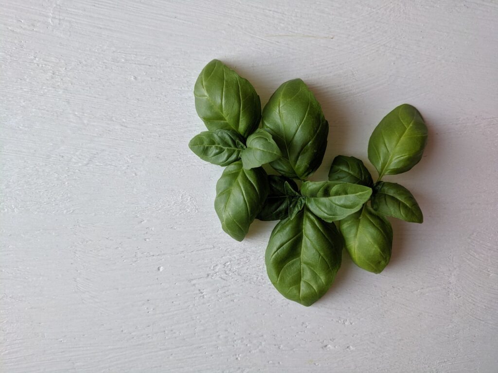 Basil