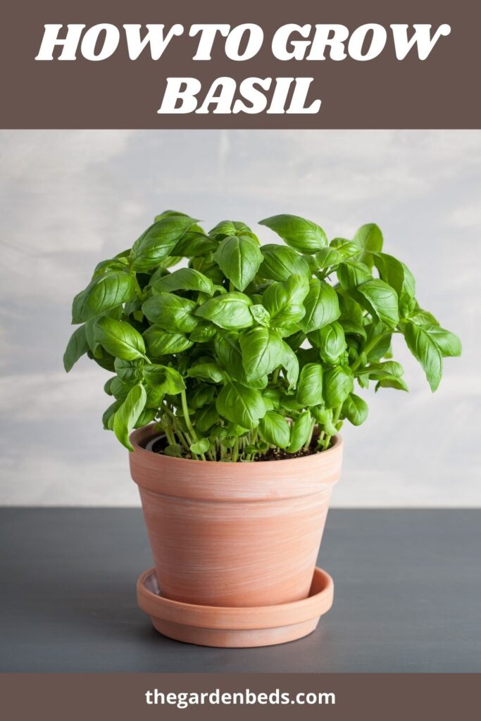 How to Grow Basil