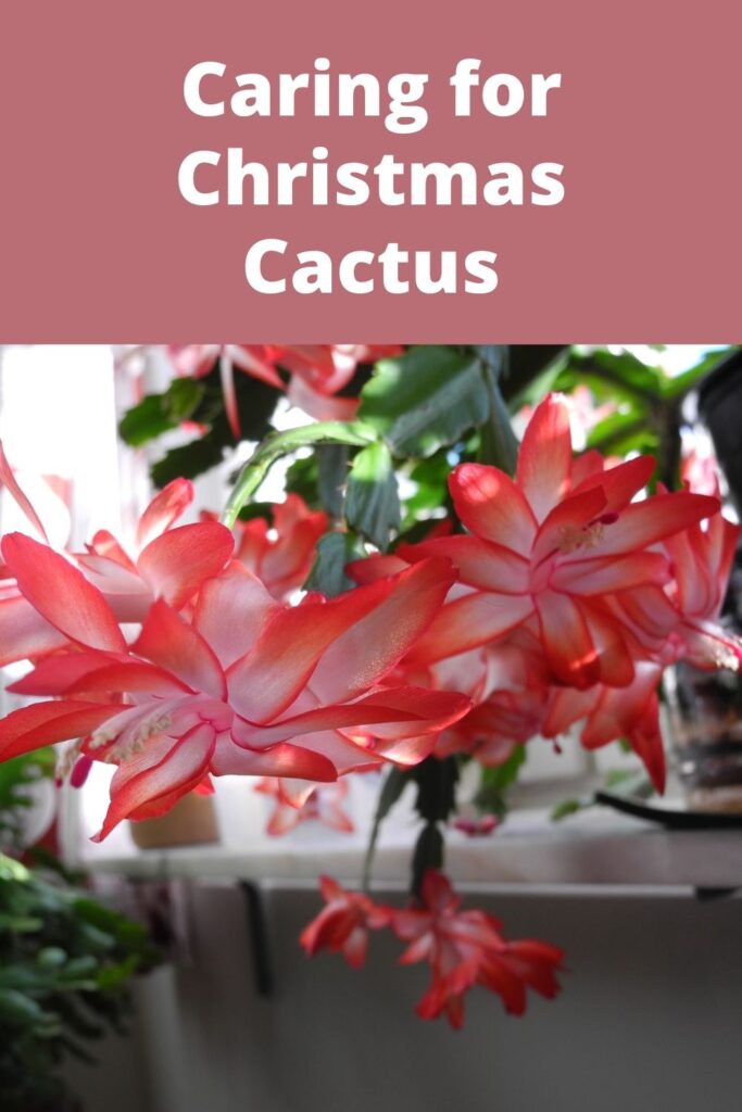 Christmas Cactus