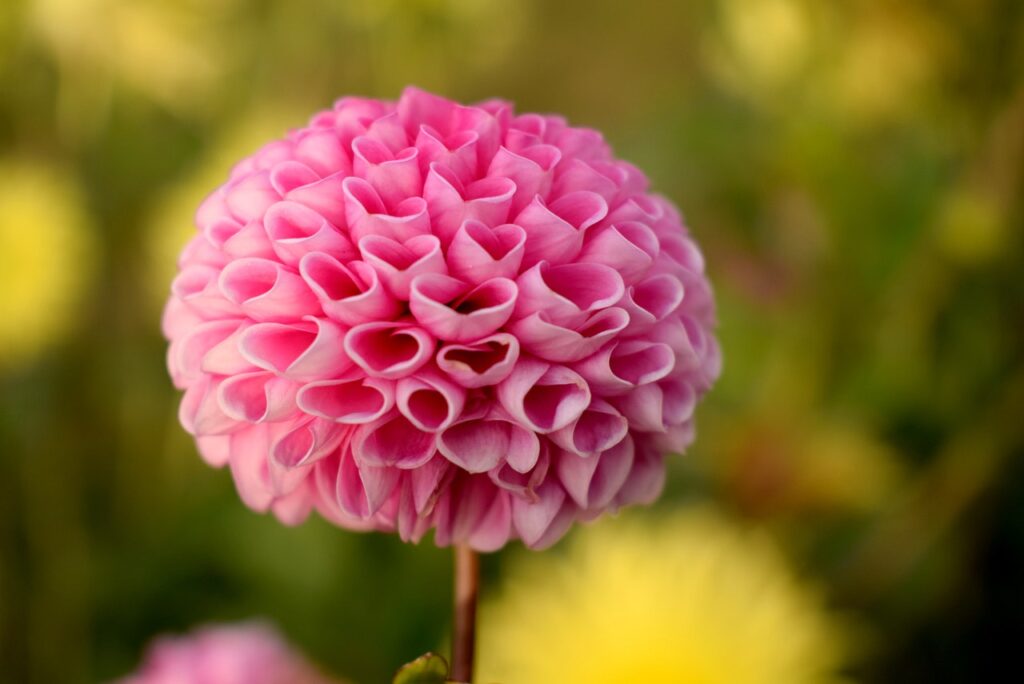 Dahlias