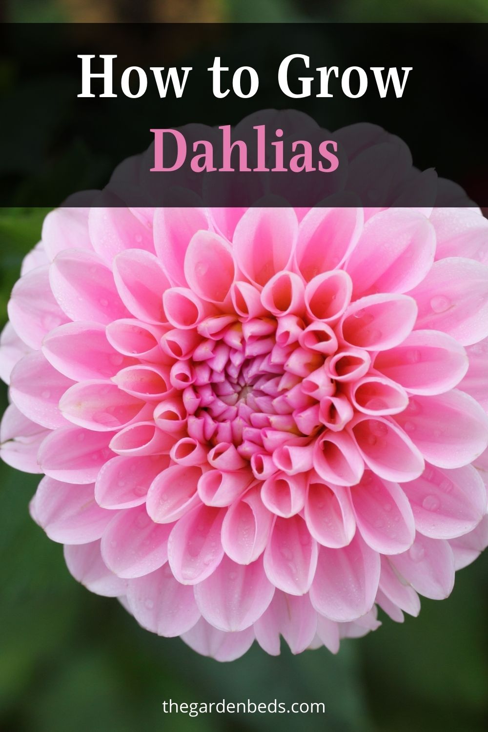 How to Grow Dahlias