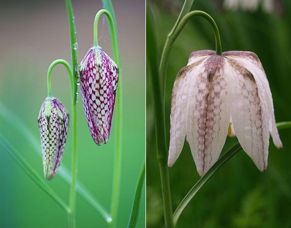 On closer inspection, the purple and white spotted pattern of this spring flower appears like a chessboard