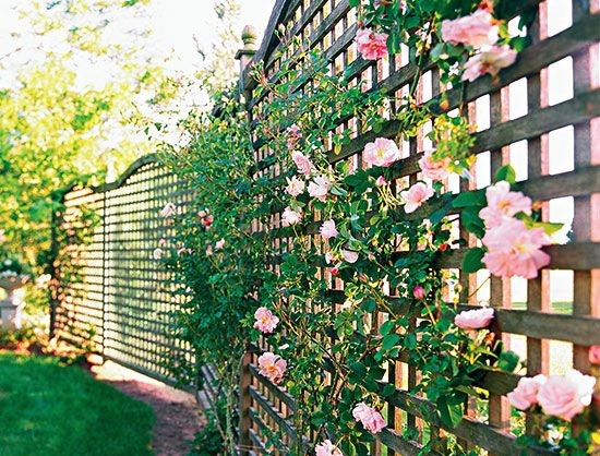 lattice and rose fence