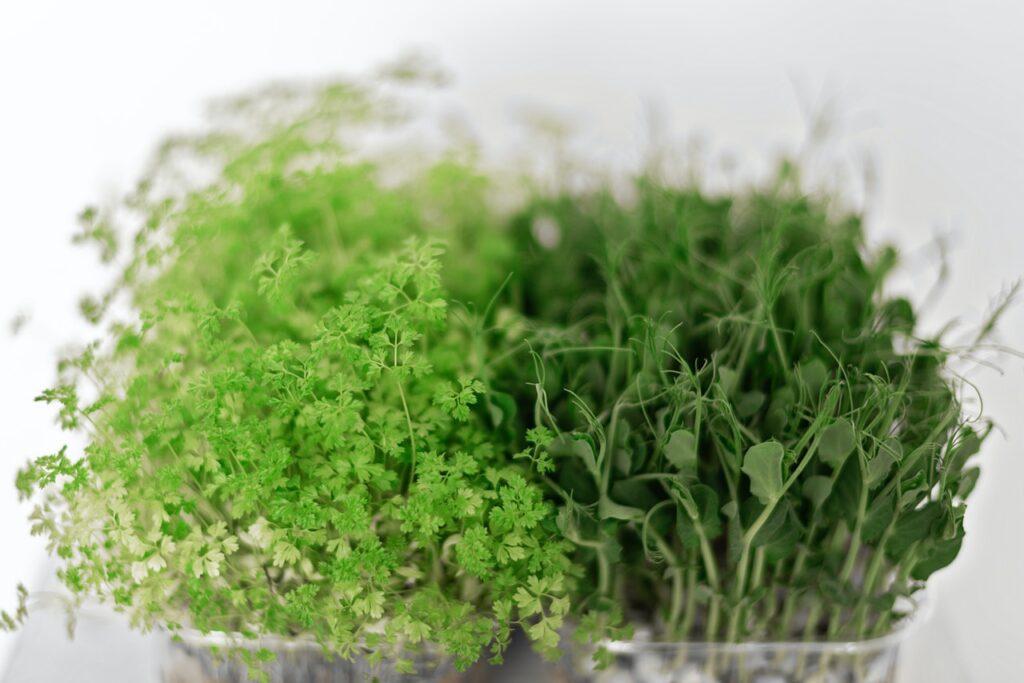 Microgreens