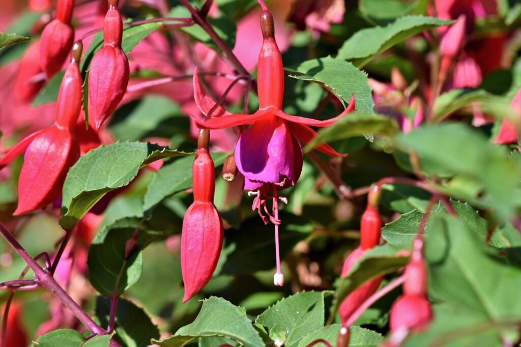 fuchsia