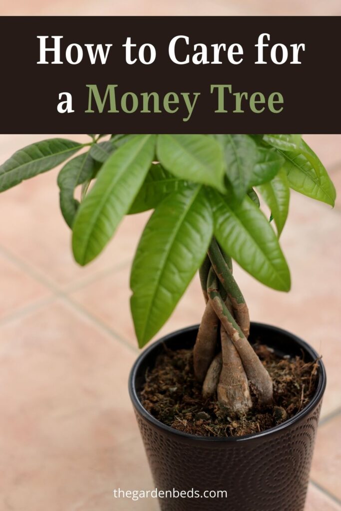 How to Care for a Money Tree