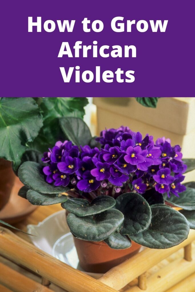 African Violets