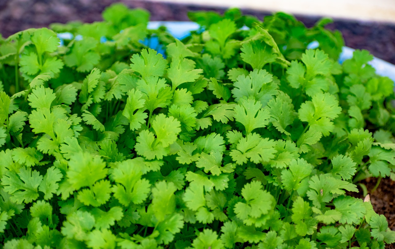 Cilantro