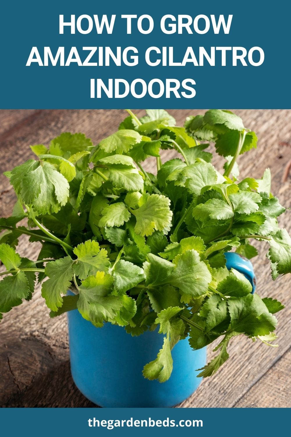 How To Grow Amazing Cilantro Indoors