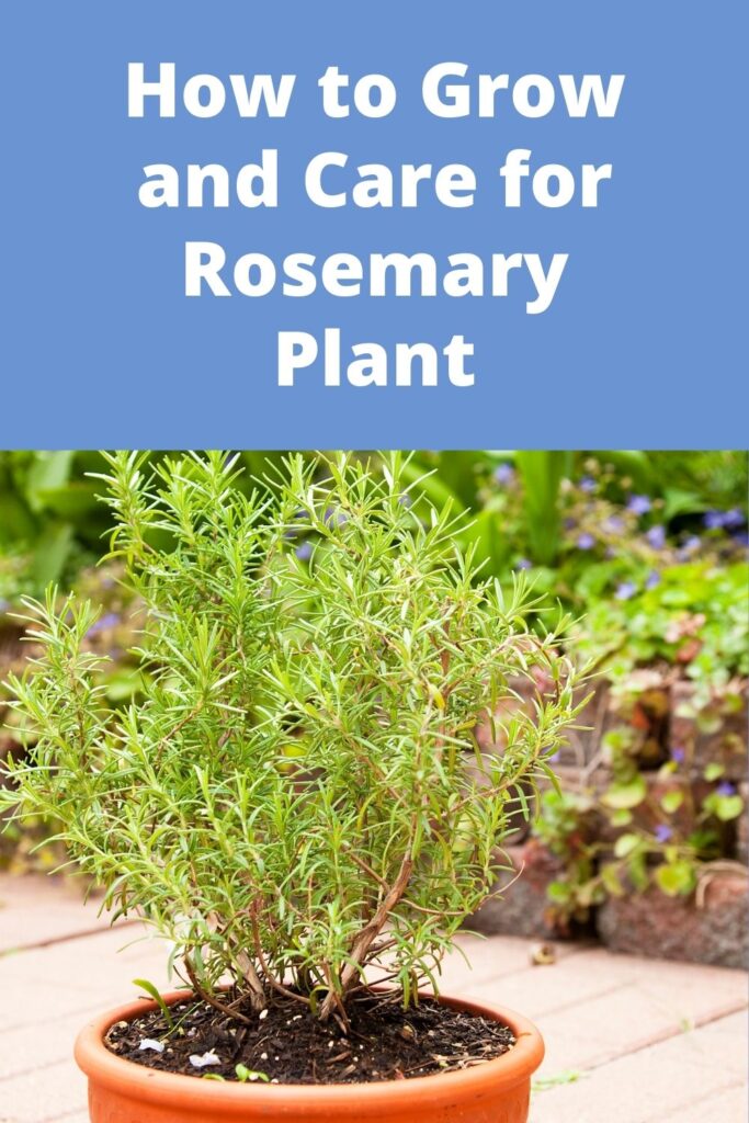 Rosemary Plant