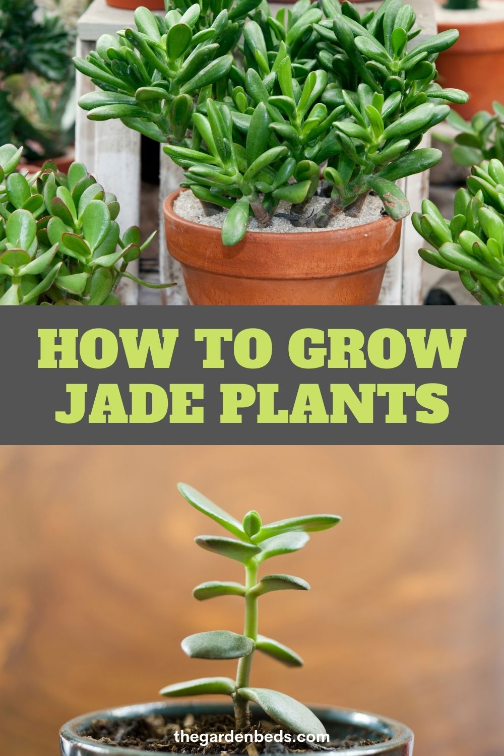 jade plant