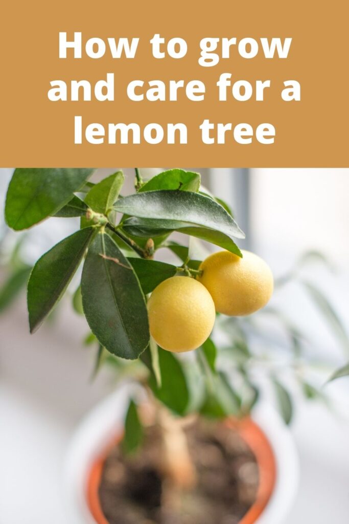 How to Grow Lemon Tree in Pots