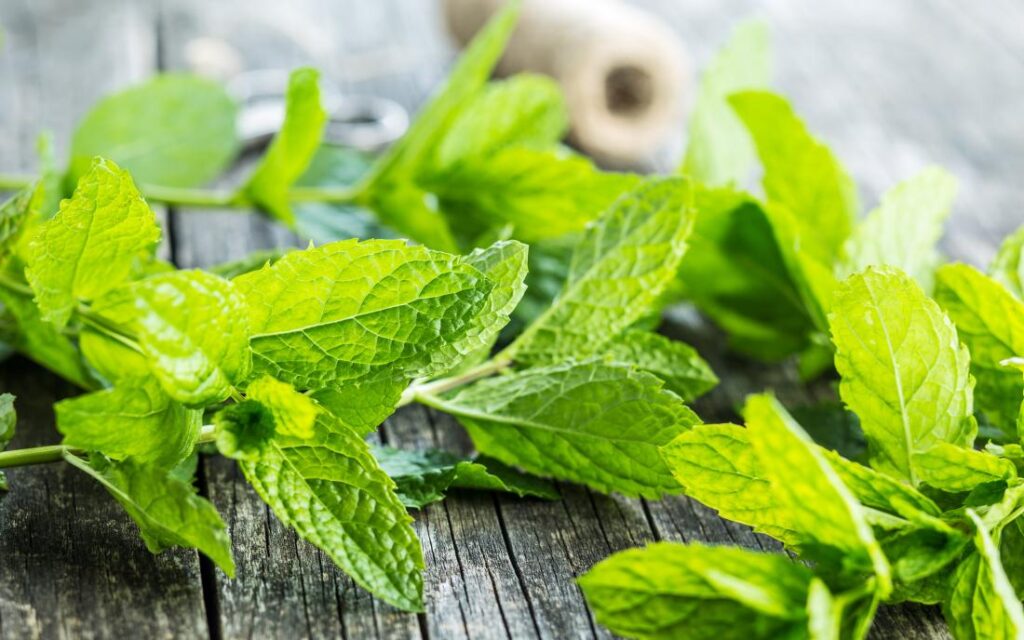 pick mint leaves