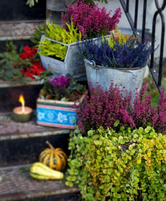 erika and violets as matching potted flowers in september for a colorful balcony-autumn garden and colorful outdoor staircase decoration