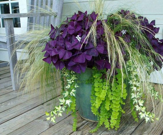 Decorate the balcony and terrace attractively with red triangular clover, mint, ivy and ornamental grass in the tub