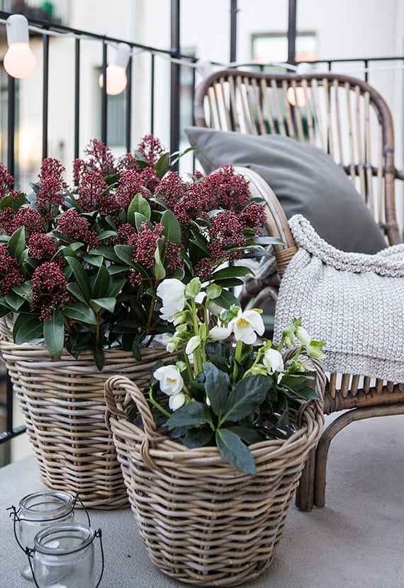 cool balcony ideas for autumn decorations and rustic designs with candles and hardy flowers such as Christmas rose and skimmia in wicker baskets