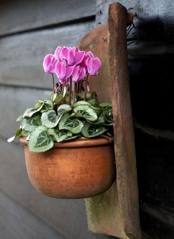 creative balcony decoration with cyclamen in diy wall flower pot made of roof tiles