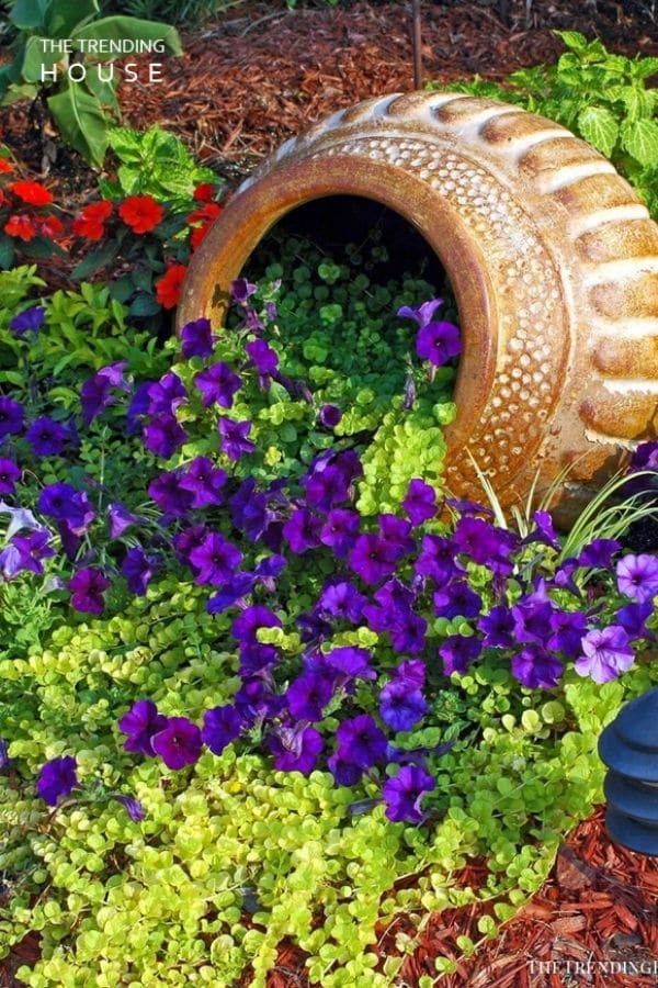 Purple flowers in pot