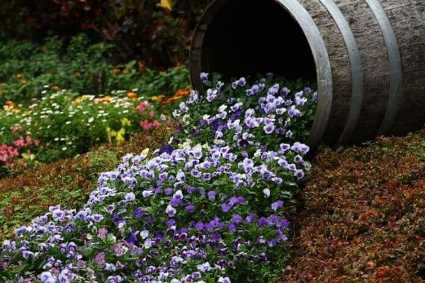 Green and white wildflowers in whiskey barrel