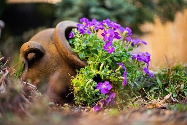 Purple flowers in pot