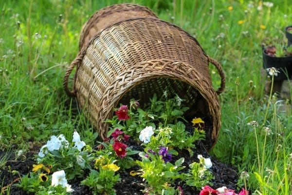 Colorful flowers spilling out of wicker basket