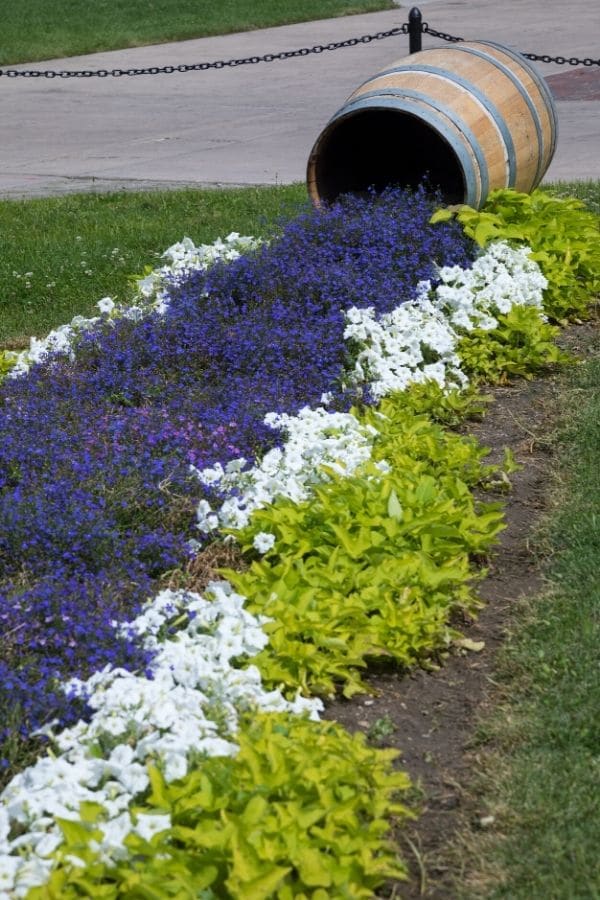 Purple and white flowers spilling out of whiskey barrel